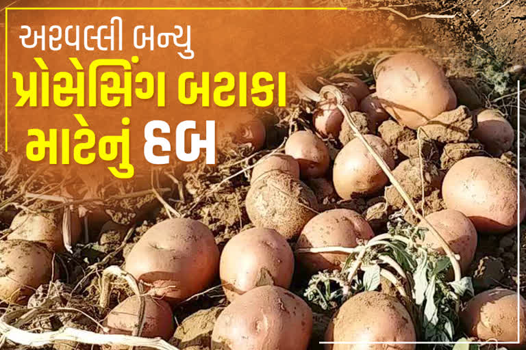 અરવલ્લી બન્યું પ્રોસેસિંગ બટાકા માટેનું હબ