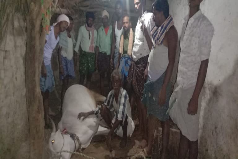 A Ox died without treatment