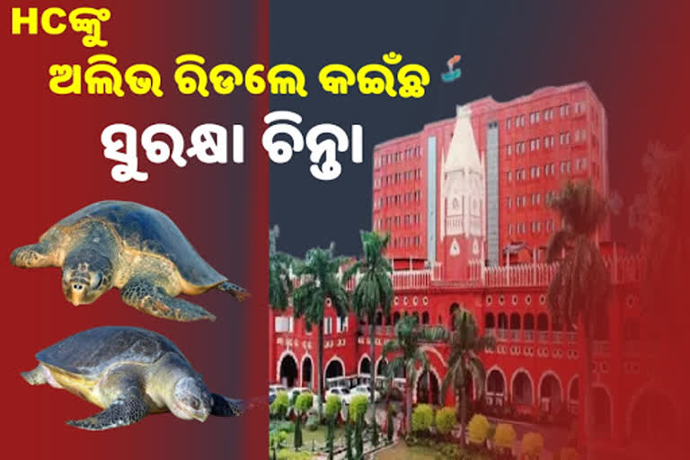 ଅଲିଭ ରିଡ଼ଲେ କଇଁଛ ସୁରକ୍ଷା ପ୍ରସଙ୍ଗ: ରାଜ୍ୟ ସରକାରଙ୍କୁ  HCଙ୍କ  ନିର୍ଦ୍ଦେଶ