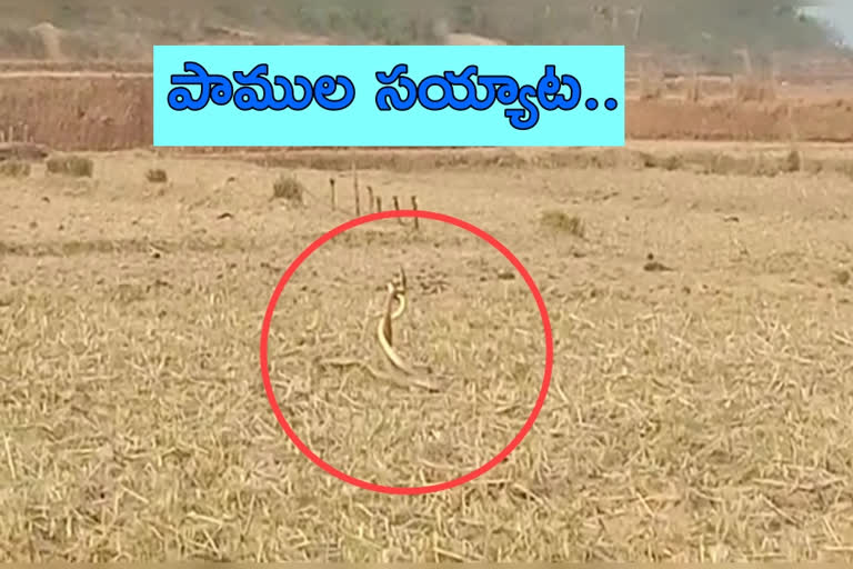 snakes-fight-at-araku-road-visakha-agency