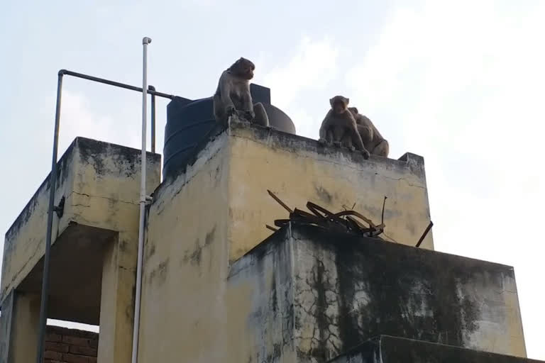 locals are disturbed by the monkeys in rampur