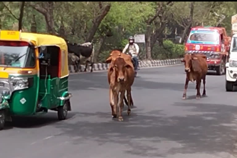 Stray cattle gathering on National Highway 148A in Delhi