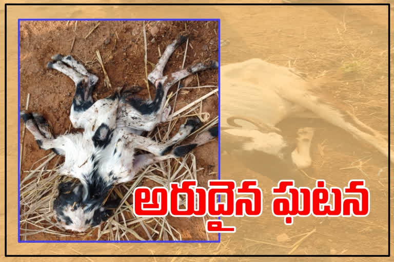 strange goat birth at nandapuram