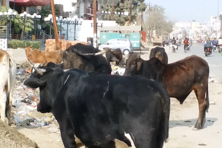 कान में टैग लटकाए बेसहारा सड़कों पर घूम रहे गोवंश