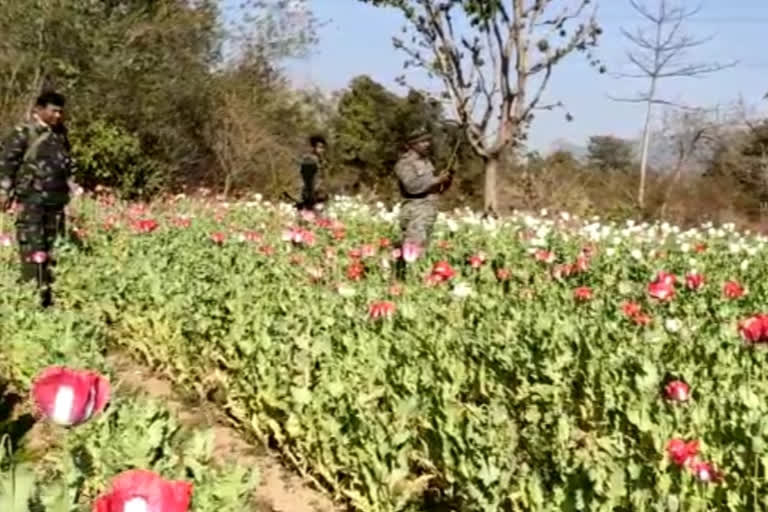 Smuggling of opium started from Jharkhand