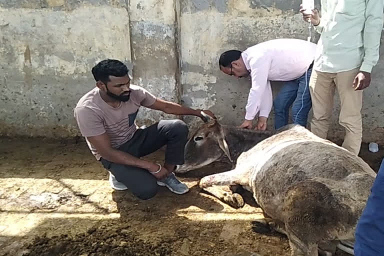 दयोदय तीर्थ गोशाला