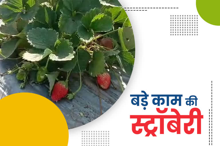 झालावाड़ में स्ट्रॉबेरी की खेती, Strawberry farming