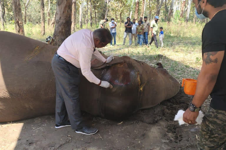 injured wild elephant died