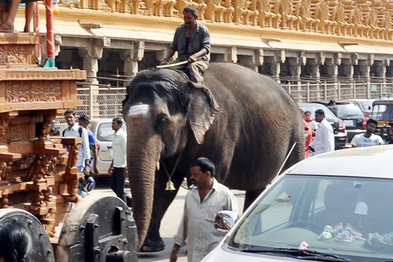 mysore people expecting gouri elephant should come to nanjanagoodu fest