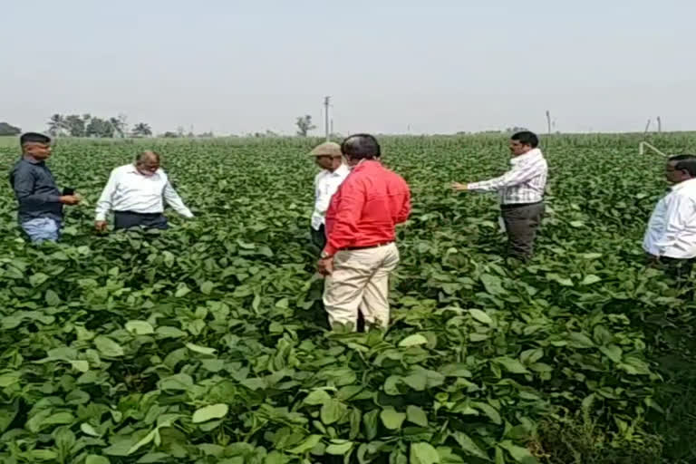 group farming in sangli