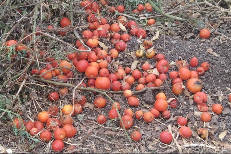 tomatovegetable-growers-in-sillod-taluka-suffered-due-to-lockdown