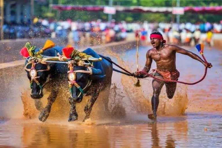 Govt released 1 crore Subsidy to promote Kambala