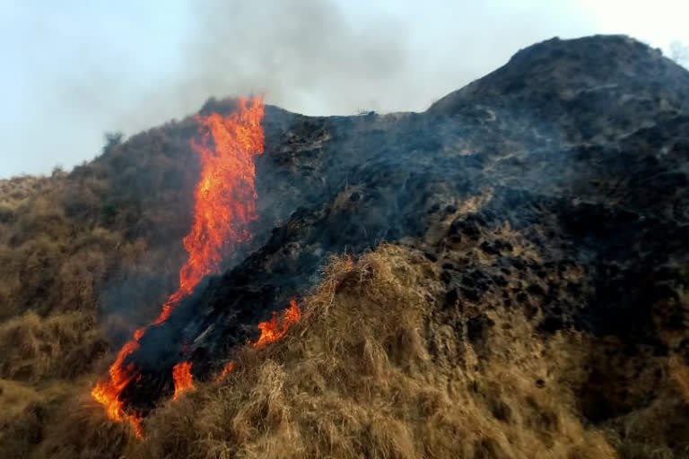 चंबल के जंगल में लगी आग