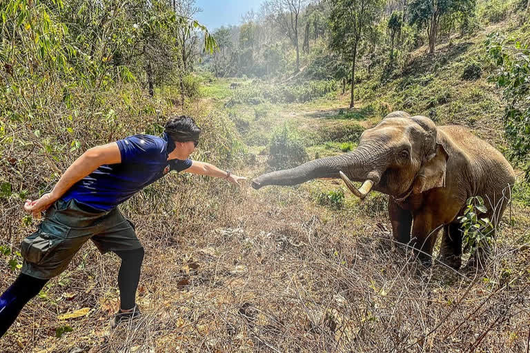 elephant recovery