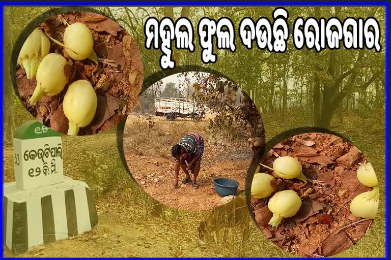 ଆଦିବାସୀଙ୍କ ଅର୍ଥ ମହୁଲ ଫୁଲ, ପଞ୍ଚାୟତ ମାଧ୍ୟମରେ ସଂଗ୍ରହକୁ ଦାବି