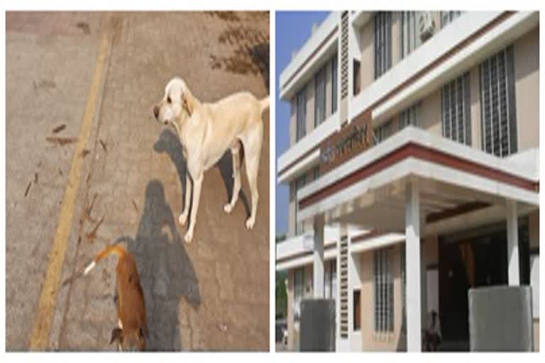 karjat corporation planning for dogs