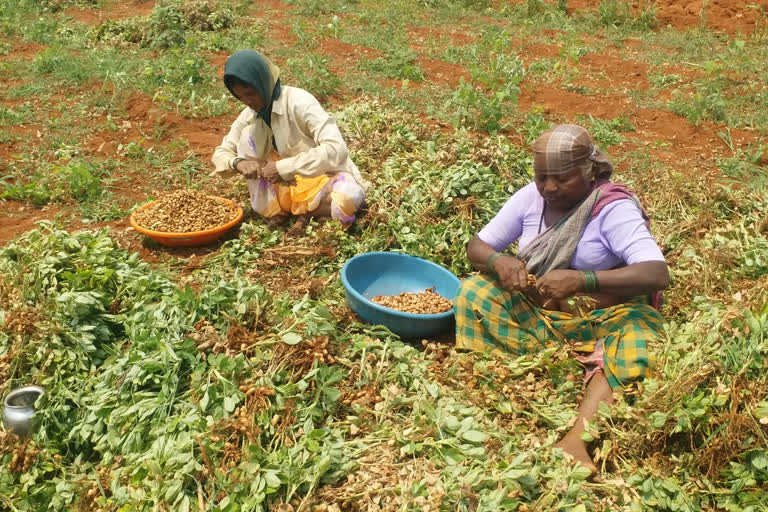 ರೈತಾಪಿ ವರ್ಗ