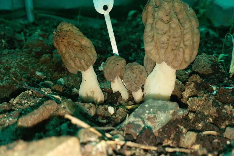 DMR Succeed in artificially growing rare gucchi mushroom