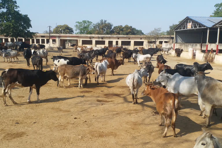 Pinjarapol Gaushala of hazaribag in bad condition