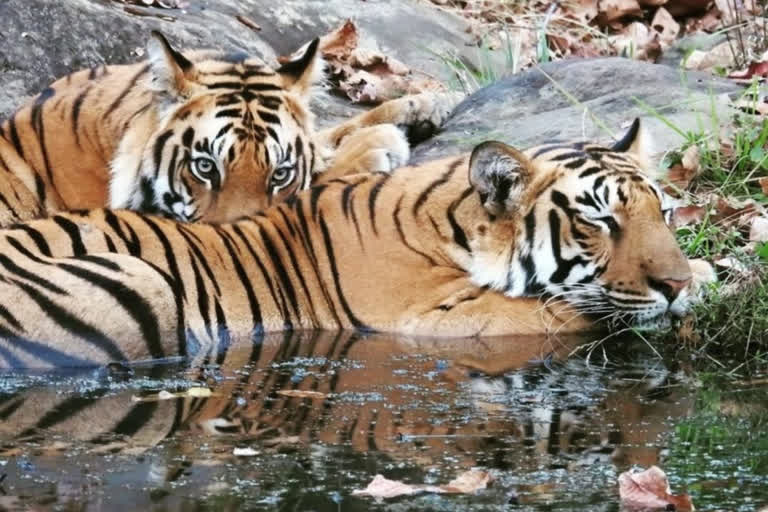 Two tiger brothers seen in Satpura Tiger Reserve