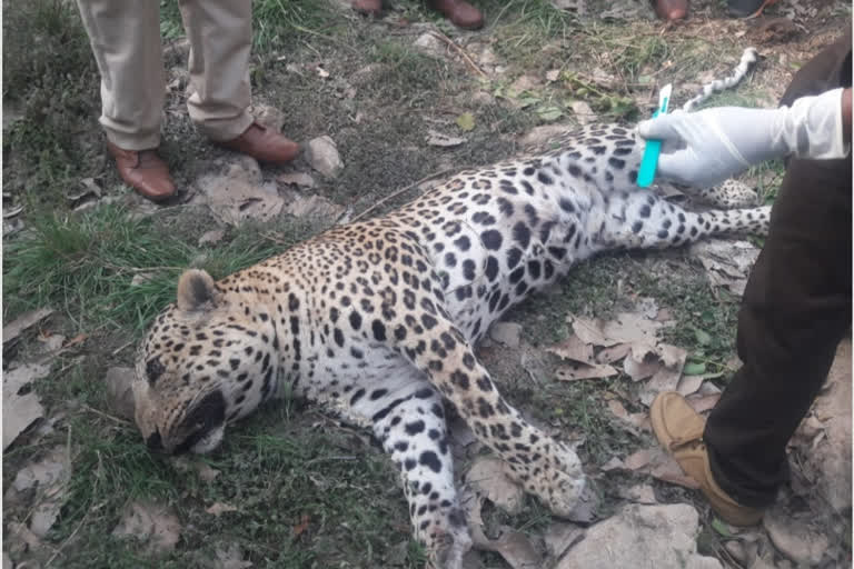 Leopard shot, revealed in post mortem report, dhar news