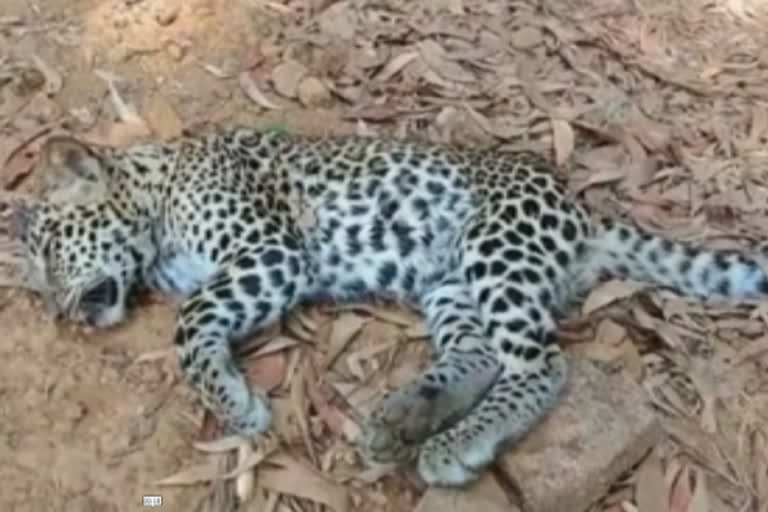 two-leopard-cub-death-in-nilgris