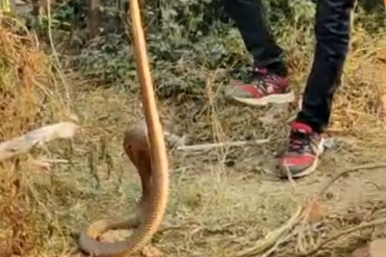 staggering 3 venomous snakes can be found in one house