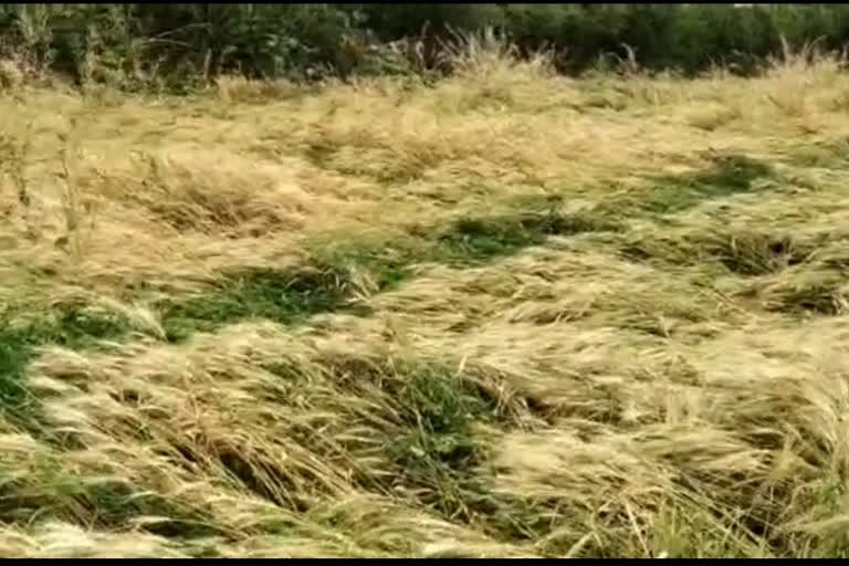 rained with strong winds in Chandur railway taluka of Amravati