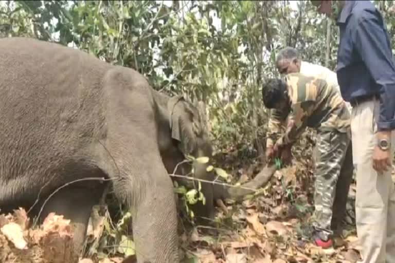 elephant death in deogarh