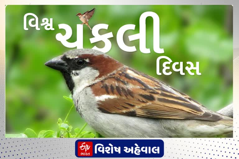 લુપ્ત થઈ રહેલી ચકલીની પ્રજાતિ બચાવવા યુવાનનું પ્રેરણદાયી કાર્ય