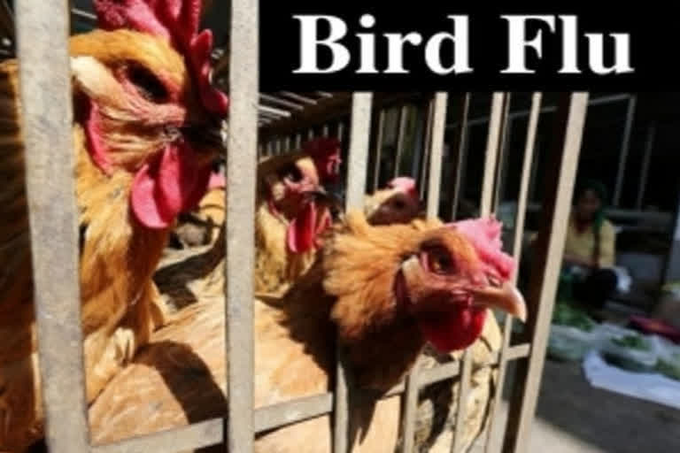 Bird sample from Srinagar tests positive for Avian influenza  Avian influenza  Avian influenza in Kashmir  Bird flu in Kashmir  Bird sample from Srinagar tests positive for Avian influenza  ശ്രീനഗറില്‍ പക്ഷിപ്പനി സ്ഥിരീകരിച്ചു  പക്ഷിപ്പനി സ്ഥിരീകരിച്ചു  പക്ഷിപ്പനി  മൃഗസംരക്ഷണ വകുപ്പ്  പരിശോധന  മുന്‍കരുതല്‍ നടപടി