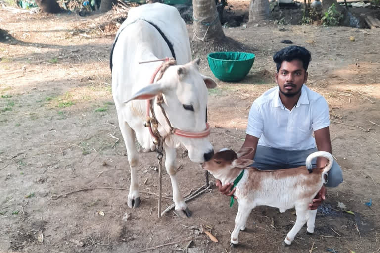 punganur cow calf