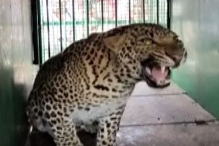 IS cheetah attack cases reduced at tumkur?