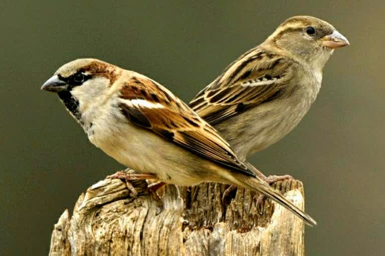 world sparrow day