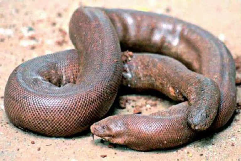 what-is-the-main-reason-for-smuggling-of-red-sand-boa-snake