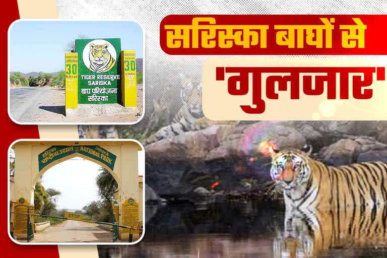 सरिस्का नेशनल पार्क, Tigers have grown in Sariska