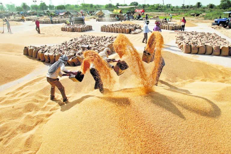 wheat crop Government procurement Haryana