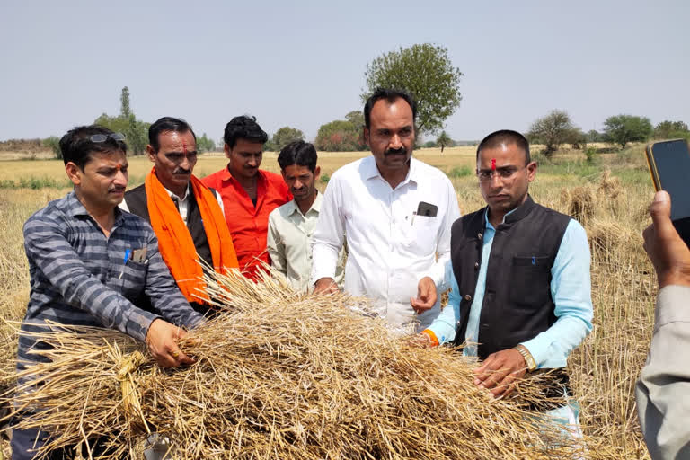 Crop loss due to hailstorm