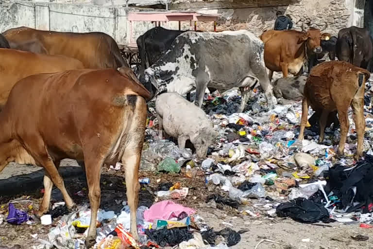 Jaipur Municipal Corporation  Illegal dairies operating in Jaipur
