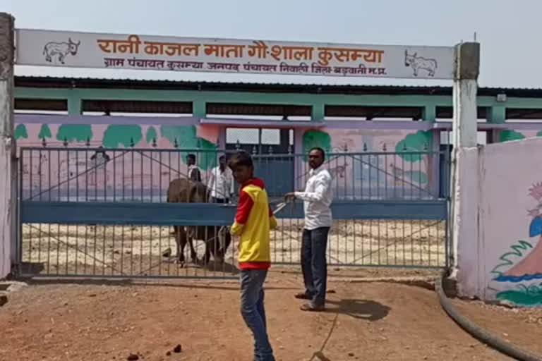 Video of cow dynasty goes viral