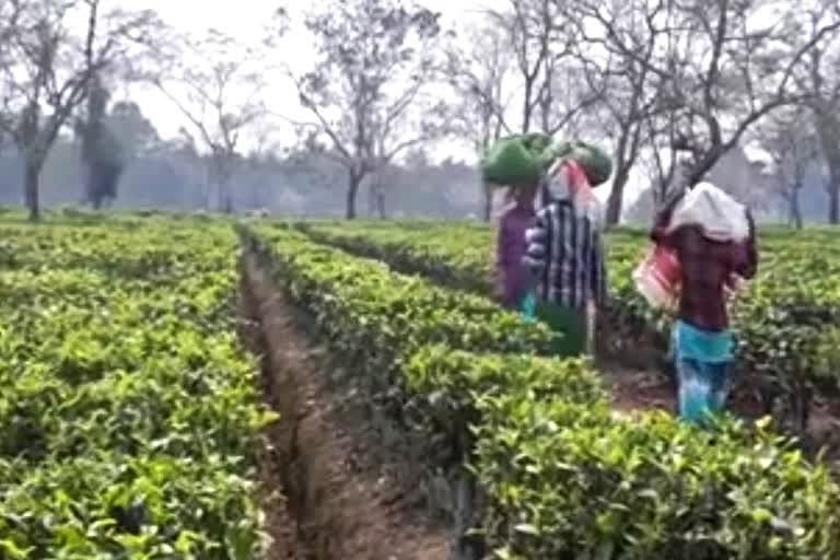 ২২মাৰ্চত অসমৰ চাহ বাগিচা বন্ধৰ ঘোষণা বাতিল আটছাৰ