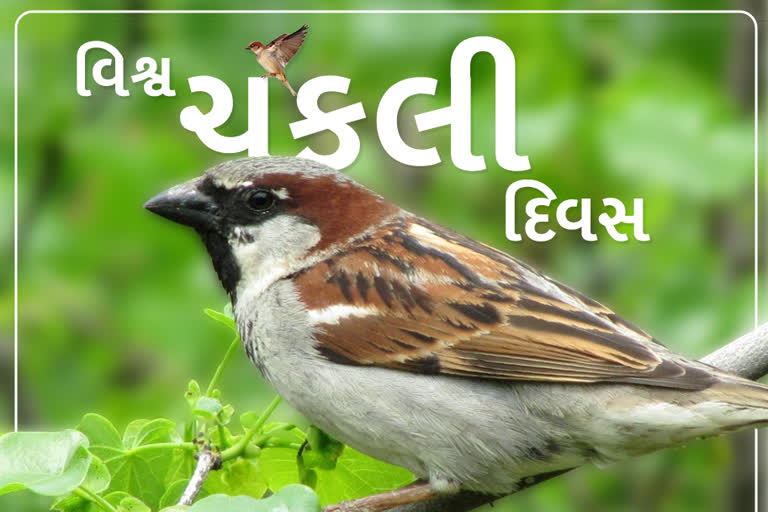 અંબાજીમાં ચકલી ઘર અને પાણીના કુંડાઓનુ નિ:શુલ્ક વિતરણ કરાયું