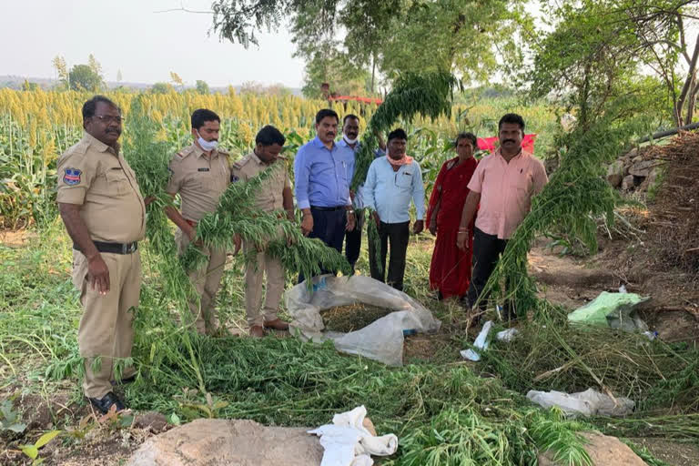 ganja seized by task force police at garidegama village in sangareddy district