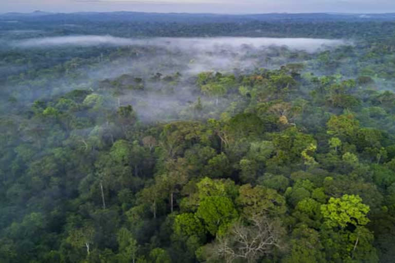 WORLDS LARGEST  FORESTS