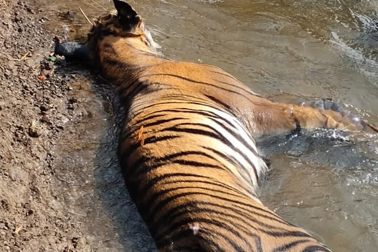 tigress found dead in channel in Wardha district