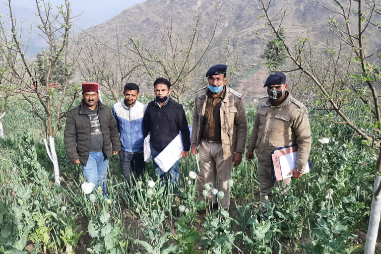 Theog Police caught poppy plants in the field