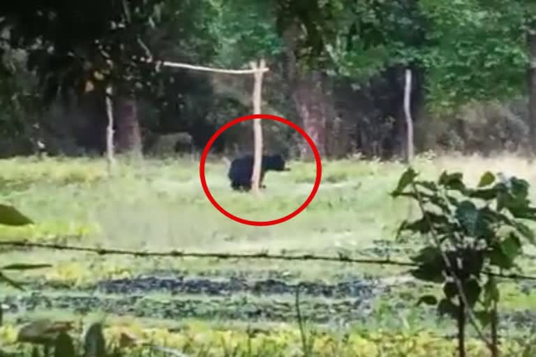 bear roaming in indira garden