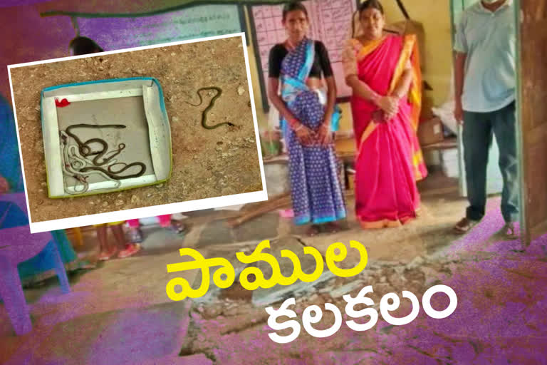 snakes at bramhana kothapalli anganwadi center in mahabubabad district