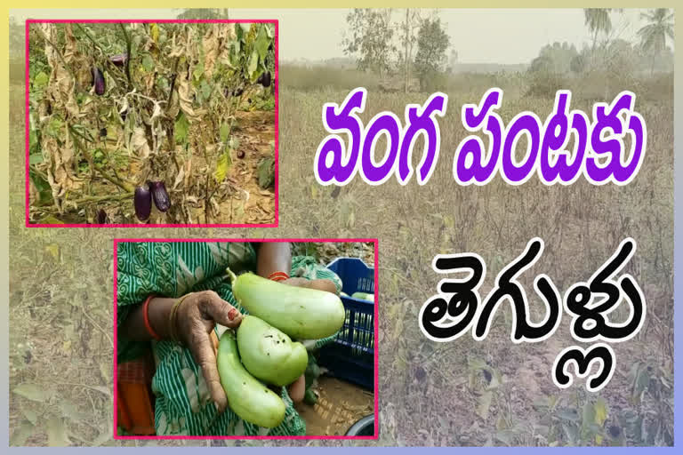 Farmers affected by virus infection to brinjal crop