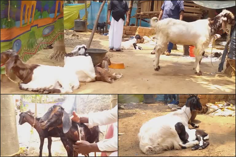 goat farmers in crisis in kozhikode  goat farmers in crisis  kozhikode goat death  ആടുകൾ കൂട്ടത്തോടെ ചത്തൊടുങ്ങുന്നു  കോഴിക്കോട് ആടുകൾ ചത്തു  മാവൂർ ഊർക്കടവ്  mavoor